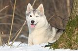 SIBERIAN HUSKY 169